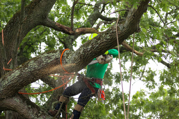 Best Emergency Tree Removal  in Harlem, FL