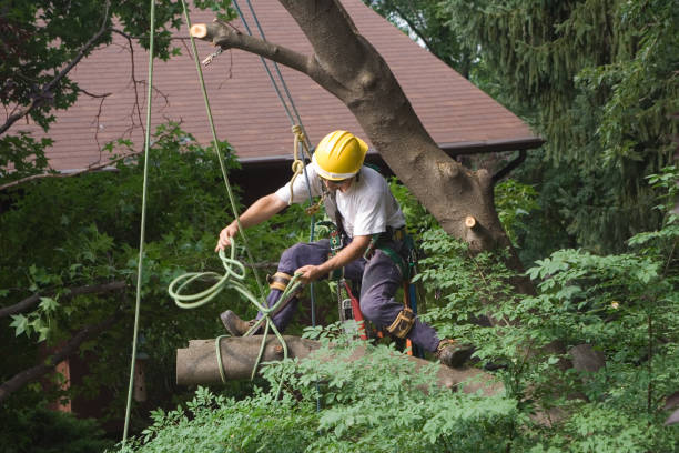 Leaf Removal in Harlem, FL