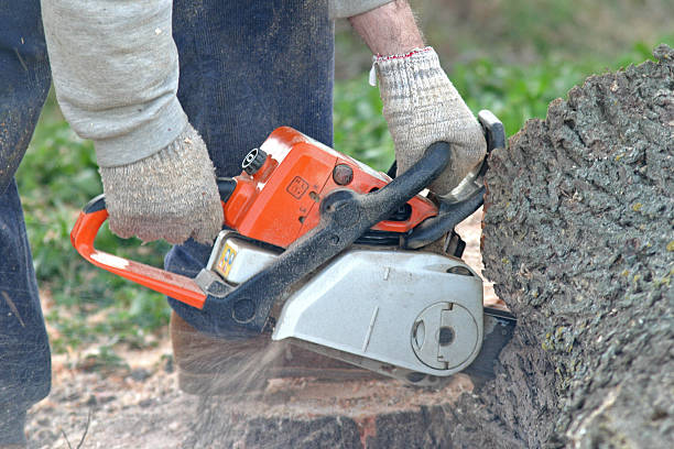 Best Grass Overseeding  in Harlem, FL